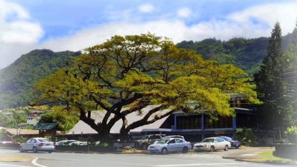 The view of our building from the Pali Highway