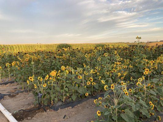 R A M Farms Pumpkin Patch and Corn Maze