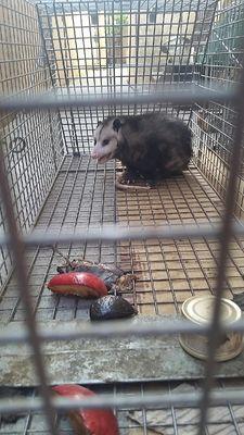 Believe you have a possum in your home? We can help with animal trapping.