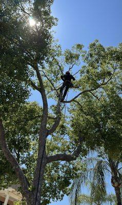 Tree trimming