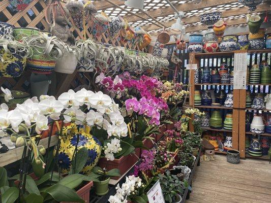 All your orchid needs