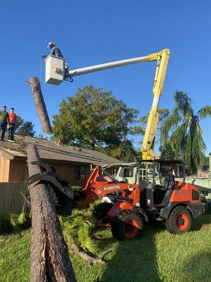 Gulf Coast Tree Services