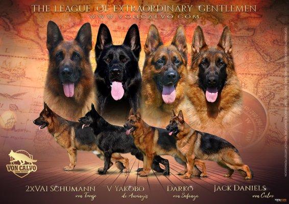 Von Calvo German Shepherds