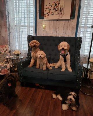 Bosco (bottom left) with his Doodle buddies