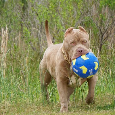 ManMade Kennels