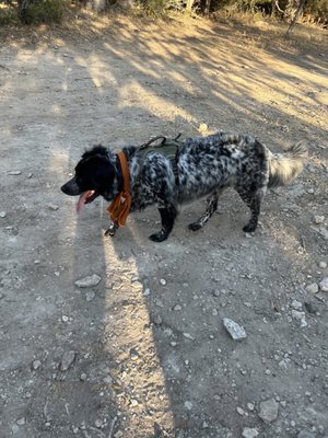 Doggone Happy Mobile Grooming