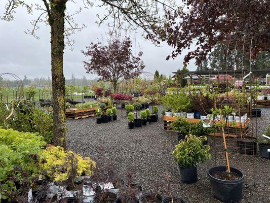 Wavra Farms and Nursery shrubs and perennials.