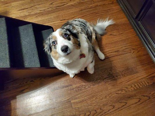 Callie ready for some much need belly rubs after spending the day at the groomer