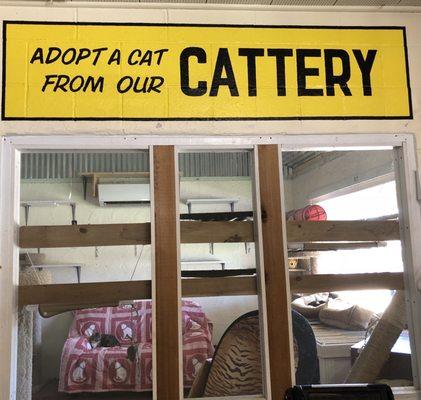 The cat room is attached to the thrift store, just to the right after you enter the store.