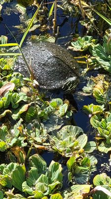 Turtle sunning himself.