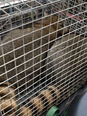 Couple of young raccoons trapped in same trap