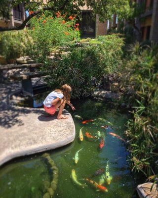 Great koi pond for kids and adults. #arcadia #phoenix