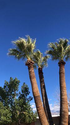 Desert Trim landscaping Handyman