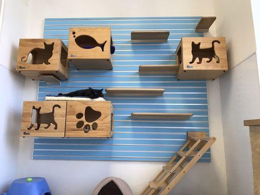 Loving the play wall in the rooms with the kitties