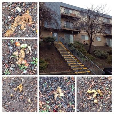 The Granvue Apartments are great from afar. But up close it is a whole different story! There is dog feces every where!