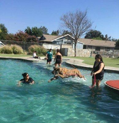 Dock Diving Intro - Learning to launch