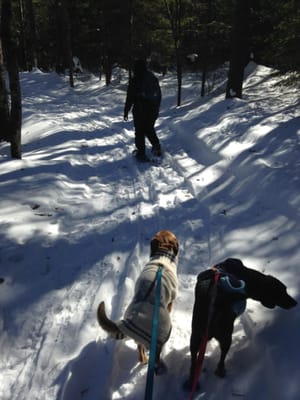 2/16/15 my two little dogs enjoying the trails with a friend