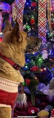 Wendy can't wait to rip into her Three Dog Bakery gifts on Christmas Day.