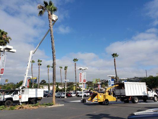 Pruning Fan Palms at a car dealership