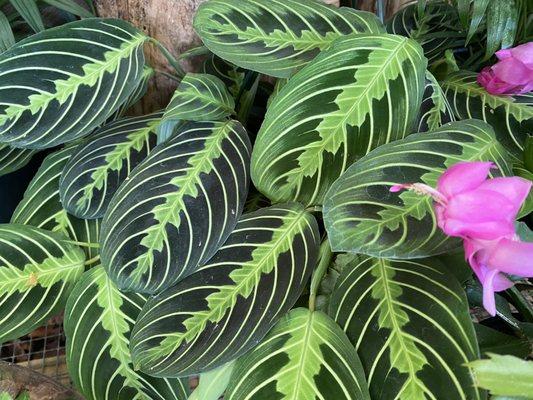 Maranta prayer plant