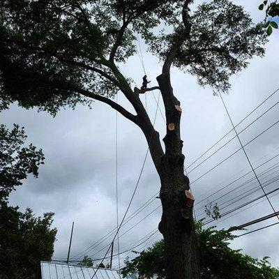 Tree trimming project in Marietta.