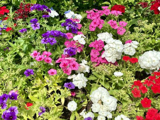 Happy Spring! Beautiful flowers surrounded by Mary Mother of God statue at Our Lady Star of the Sea Catholic Church.