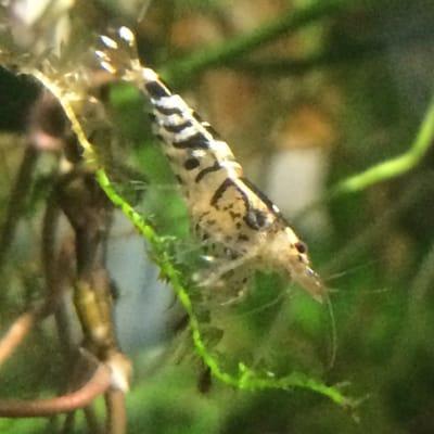 TiBee Ornamental Shrimp