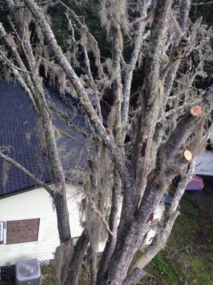 A view from the lift as we remove this dead red oak.