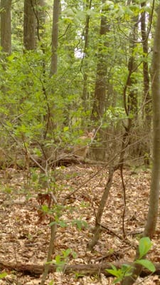 Hilarious deer, who walked comically slow until she got to the trail, ran like crazy, then stopped and looked back