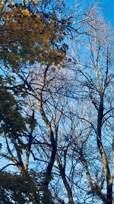 Bare autumn trees.