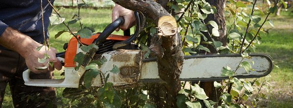 Ashe Tree Service