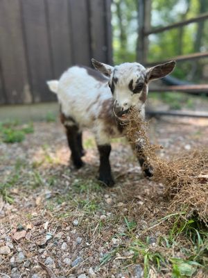 Simon- one of our yoga goats