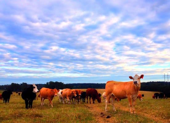 The Pastures of Rose Creek