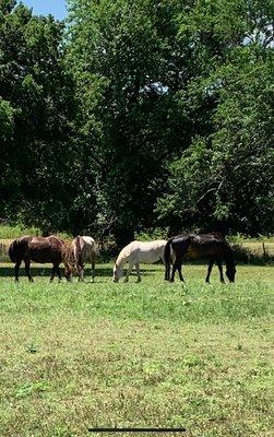 Pasture Care - limited number to allow for year round grazing