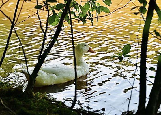 Wildlife....ducks, turtles, birds, squirrels, and beaver