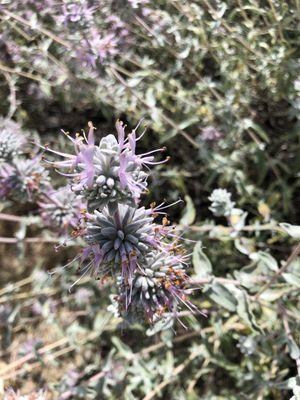 The Purple Sage is soooo incredibly fragrant!  Love it!