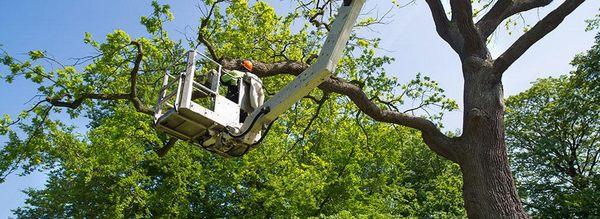 Twin Oaks Tree Service, LLC