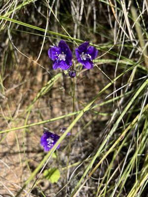 Parry's Phacelia