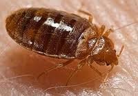 This is a an adult bed bug. If you see these don't spray, call us  immediately for advise.