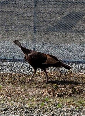 Turkey Trotting.. Away From Me  ;D