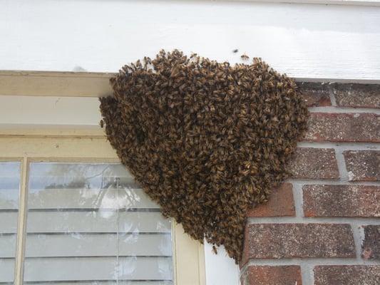 Bud's Bees / Bee Removal