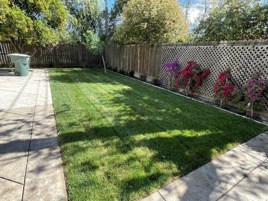 First cut on a lawn that was installed a couple weeks ago!