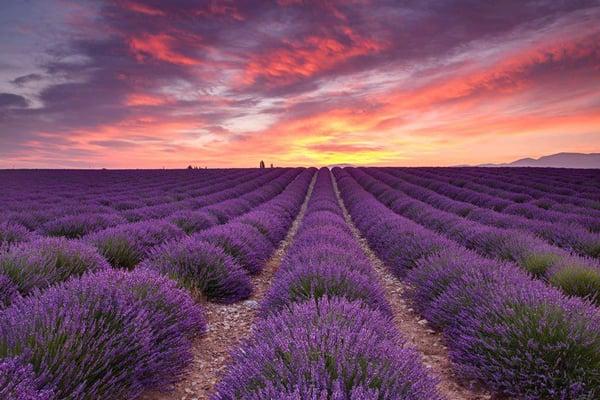 Magical Lavender