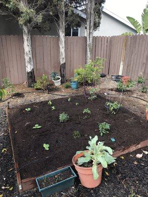 Garden - freshly planted