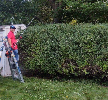 Tree trimming