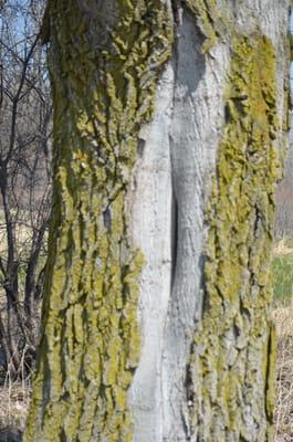 Moss/ Lichen DOES NOT only grow on the North Side of trees -_-