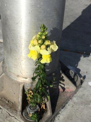 growing in the light pole. Life will find a way