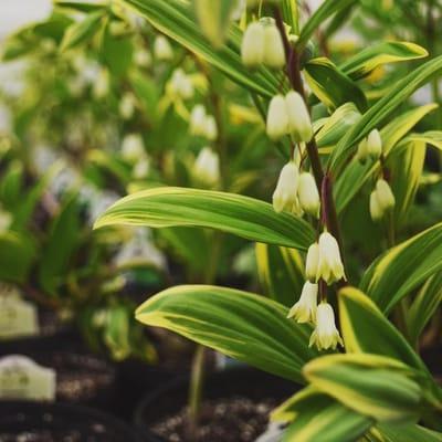 Shade Perennial: Solomon's Seal