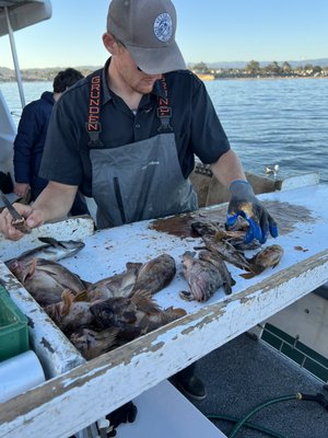 Staff cleaning our fish.