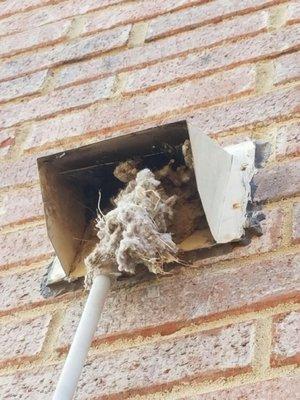 A bird's nest they took out of my drier vent!!!